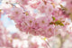 Sakura Cherry Tree Blossom Wall Decal