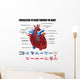 Circulation Blood through Heart Wall Decal