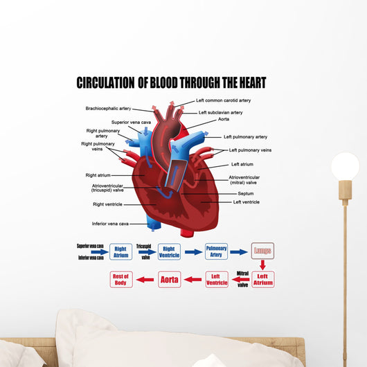 Circulation Blood through Heart Wall Decal