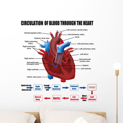 Circulation Blood through Heart Wall Decal shown on a wall
