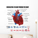 Circulation Blood through Heart Wall Decal