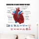 Circulation Blood through Heart Wall Decal