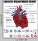 Circulation Blood through Heart Wall Decal