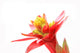 Guzmania Lingulata Wall Decal