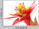 Guzmania Lingulata Wall Decal