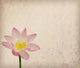 Lotus Old Antique Vintage Wall Decal