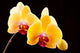 Beautiful Yellow Orchids Black Wall Decal
