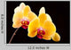 Beautiful Yellow Orchids Black Wall Decal