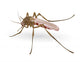 Mosquito Wall Decal
