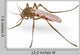 Mosquito Wall Decal