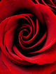 Red Rose Close-up Wall Decal