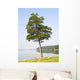 Lonely Pine Wall Decal