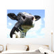 Cow Nose Close-up Wall Decal