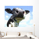 Cow Nose Close-up Wall Decal