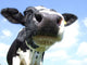 Cow Nose Close-up Wall Decal