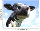 Cow Nose Close-up Wall Decal