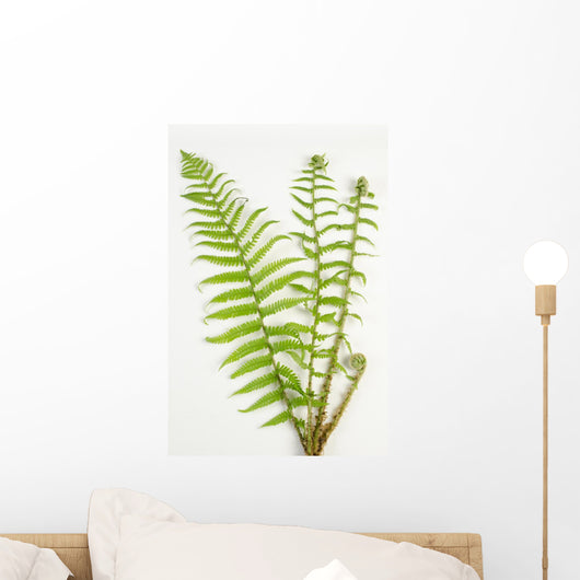 Dryopteris Is-mas Male Fern Wall Decal