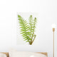 Dryopteris Is-mas Male Fern Wall Decal