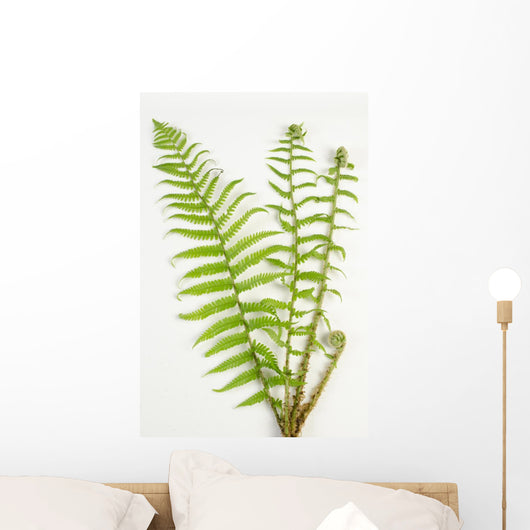 Dryopteris Is-mas Male Fern Wall Decal