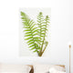 Dryopteris Is-mas Male Fern Wall Decal