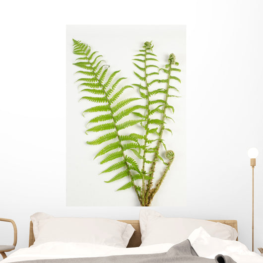 Dryopteris Is-mas Male Fern Wall Decal