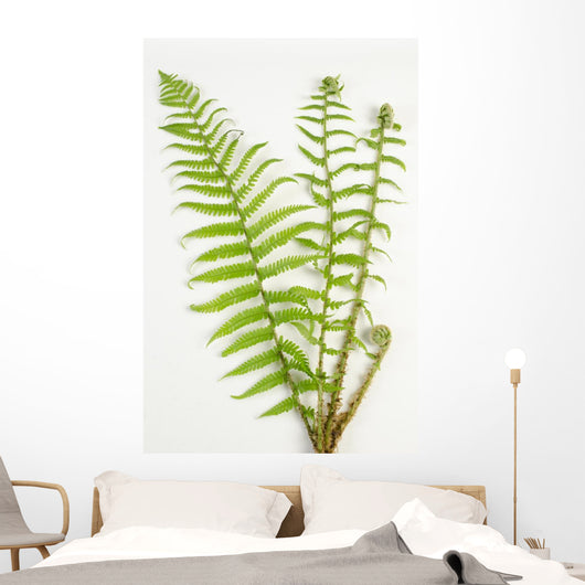 Dryopteris Is-mas Male Fern Wall Decal