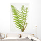 Dryopteris Is-mas Male Fern Wall Decal