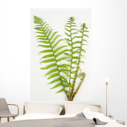 Dryopteris Is-mas Male Fern Wall Decal