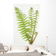 Dryopteris Is-mas Male Fern Wall Decal