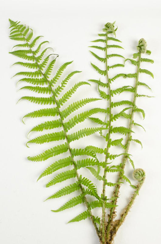 Dryopteris Is-mas Male Fern Wall Decal