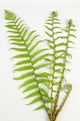 Dryopteris Is-mas Male Fern Wall Decal