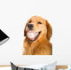 Golden Retriever Dog Wall Decal