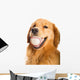 Golden Retriever Dog Wall Decal