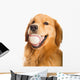 Golden Retriever Dog Wall Decal