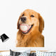 Golden Retriever Dog Wall Decal