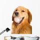 Golden Retriever Dog Wall Decal