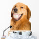 Golden Retriever Dog Wall Decal