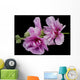 Pink Hollyhock Wall Decal