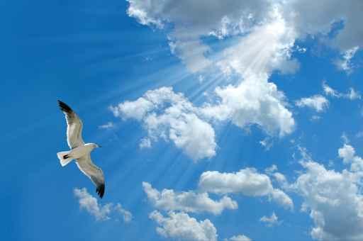 Seagull and Light Wall Decal