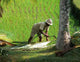 Riziere 1 Wall Decal