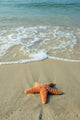Starfish and Ocean Wall Decal