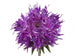 Purple Wild Flower Wall Decal