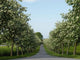 Allee Bloom Wall Decal