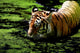 Tiger Water Wall Decal