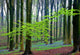 Spring Forest Wall Decal