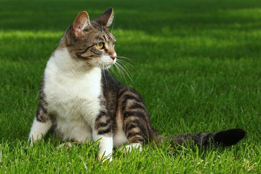 Cat Playing Outdoors Grass Wall Decal
