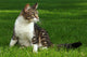 Cat Playing Outdoors Grass Wall Decal