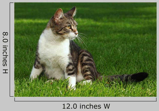 Cat Playing Outdoors Grass Wall Decal