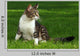Cat Playing Outdoors Grass Wall Decal