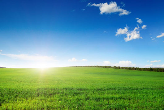Dawn Field Wall Decal